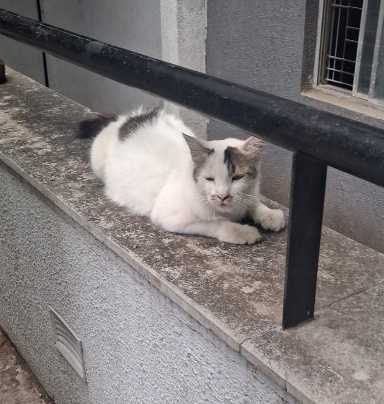boka sleeping